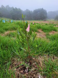 Aalii outplant North Kona Mauna Loa