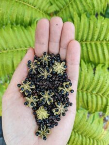 Handful of kūkaemoa seeds and pods