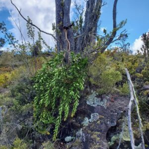 Invasive faya control North Kona Mauna Loa