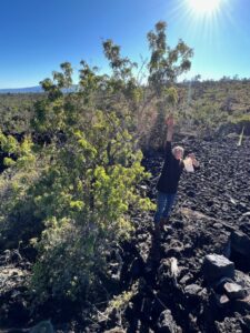 Seed collecting mamane North Kona Mauna Loa