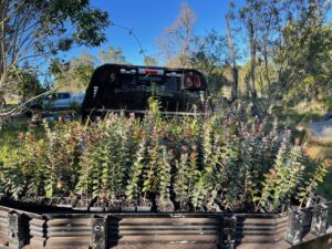 Truckbed with outplants