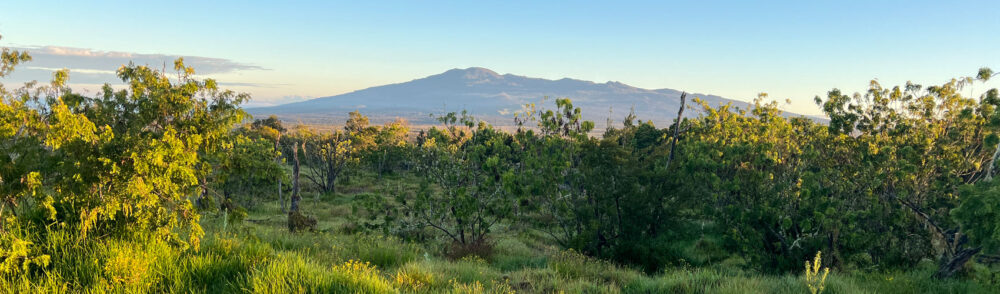 View of Hualalai thru mamane forest from N Kona Mana Loa