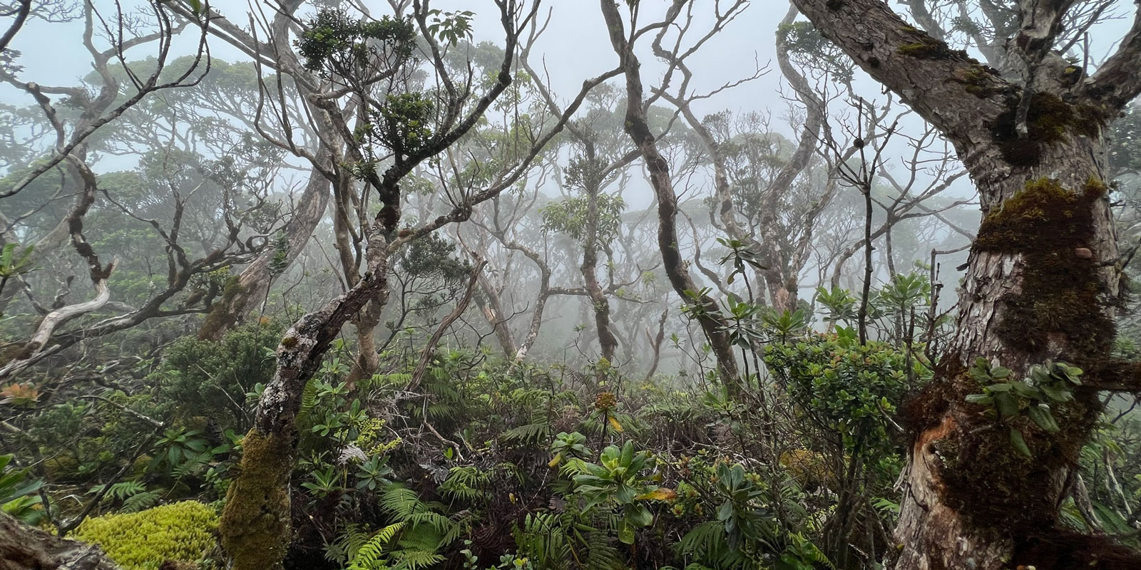 Watershed in Hawaii