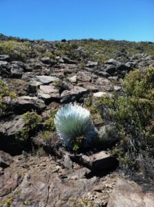 Unique native species Silversword