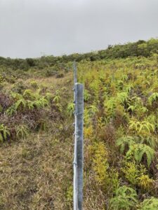 Forest recovery after fence installation (PC_ TKC)