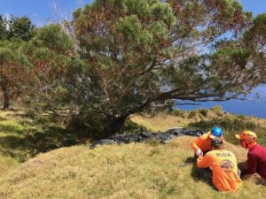 Uhiwai collecting native seeds