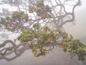 Uhiwai mist being captured by ʻohiʻa lehua