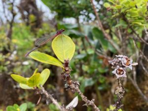 Pinapinao on ʻōhiʻa