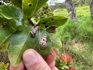 Pūpūkanioe (Partulina physa) on ʻōhiʻa